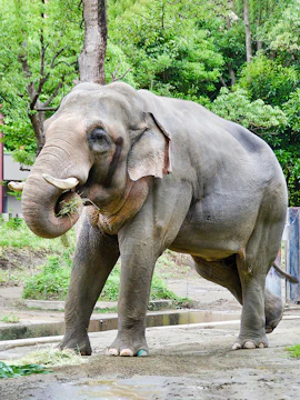 Elephant eating grass at Yokohama Zoo, Japan.
