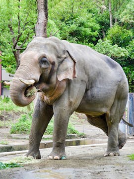 Yokohama Zoo Tickets