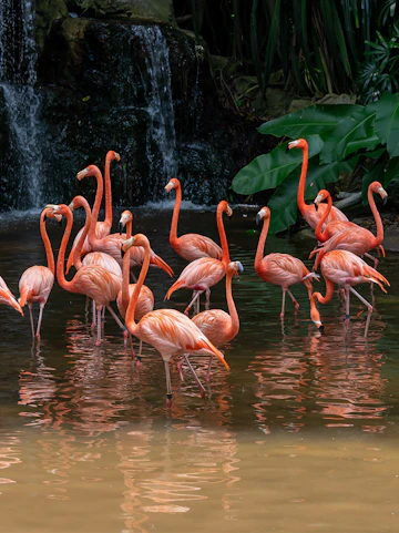Flamingos wading in water at Jurong Bird Park, Singapore, with lush greenery and waterfall.