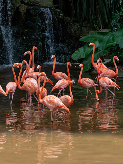 Flamingos wading in water at Jurong Bird Park, Singapore, with lush greenery and waterfall.
