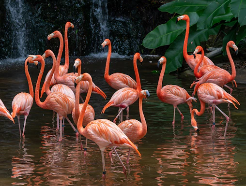 Flamingos wading in water at Jurong Bird Park, Singapore, with lush greenery and waterfall.