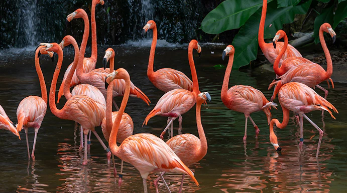 Flamingos wading in water at Jurong Bird Park, Singapore, with lush greenery and waterfall.