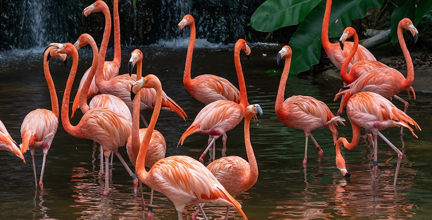 Paradisul Păsărilor din Singapore