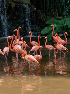 Paraíso dos pássaros em Cingapura