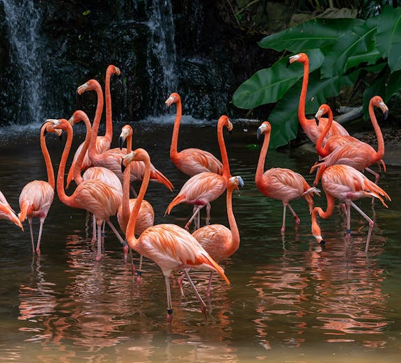 Flamingos wading in water at Jurong Bird Park, Singapore, with lush greenery and waterfall.