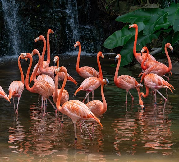 Jurong Bird Park