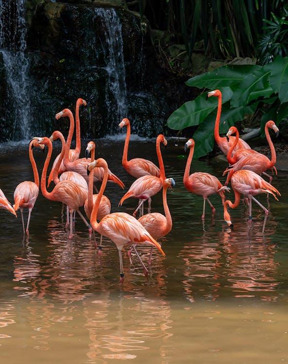 Flamingos wading in water at Jurong Bird Park, Singapore, with lush greenery and waterfall.