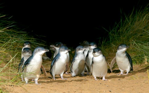 Billets pour les parcs naturels de Phillip Island