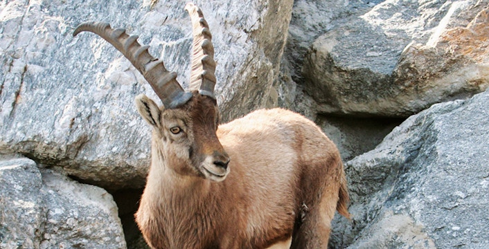 Alpine Zoo Innsbruck Tickets