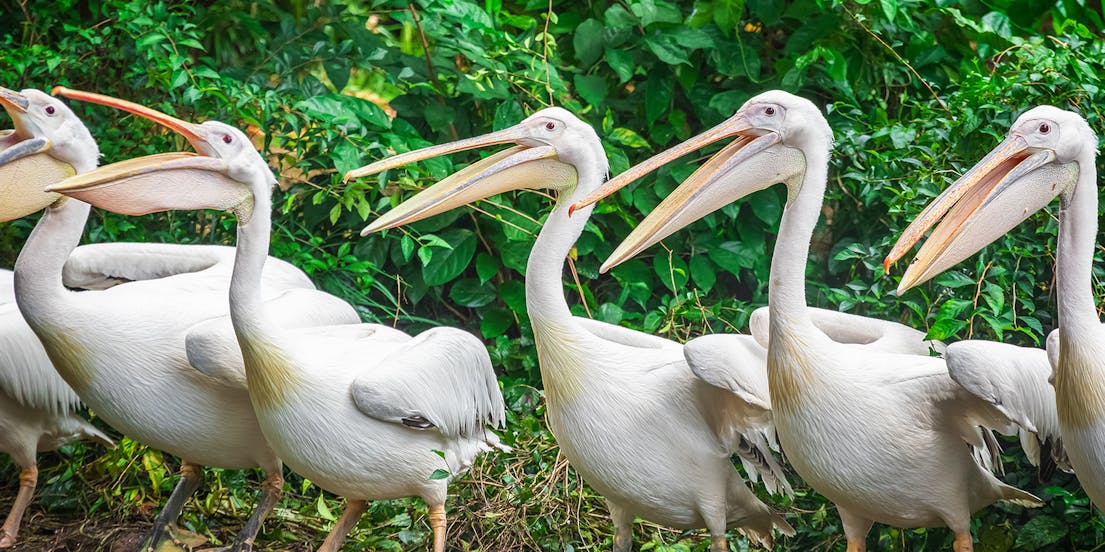 Mandai Wildlife Reserve