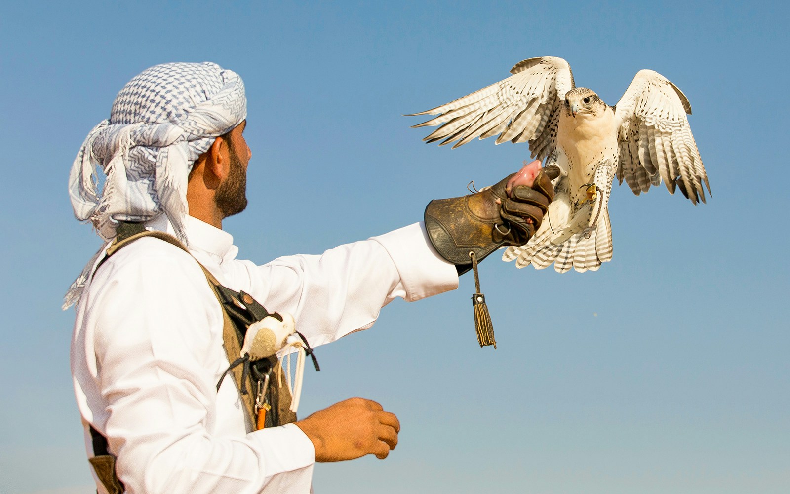 falcon landing on a hand of its trainer
