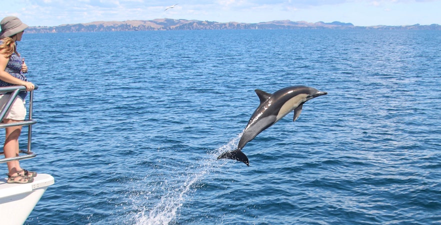 Whale and Dolphin Safari Cruise