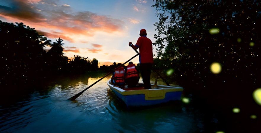 Kuala Selangor Fireflies Tour