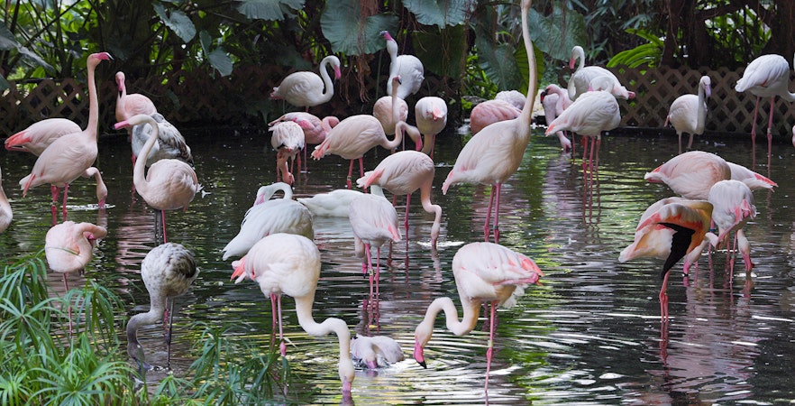 Ingressos para o Penang Bird Park
