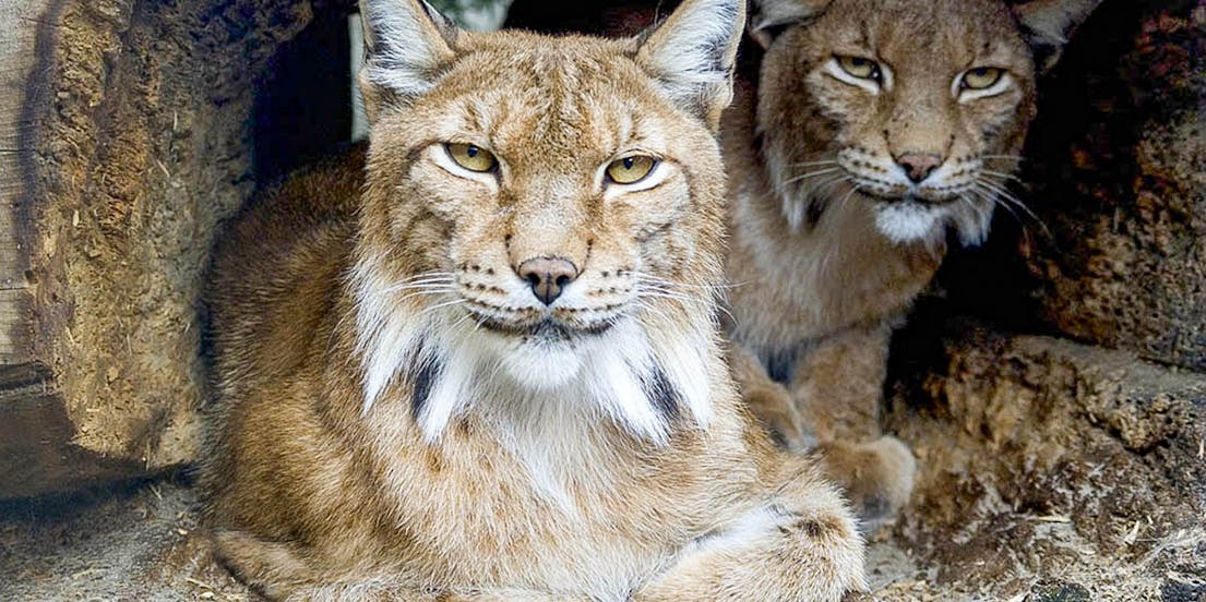Zoo de Cracovie