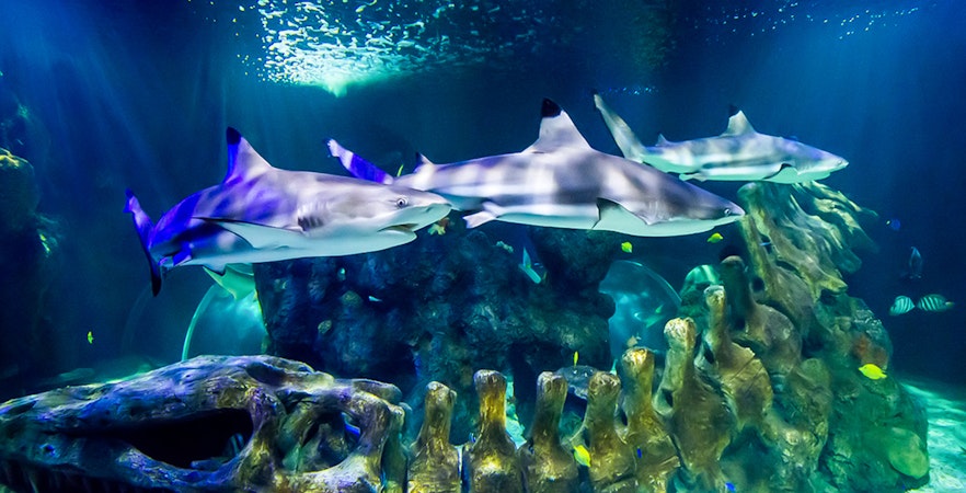 Sea Life Benalmádena