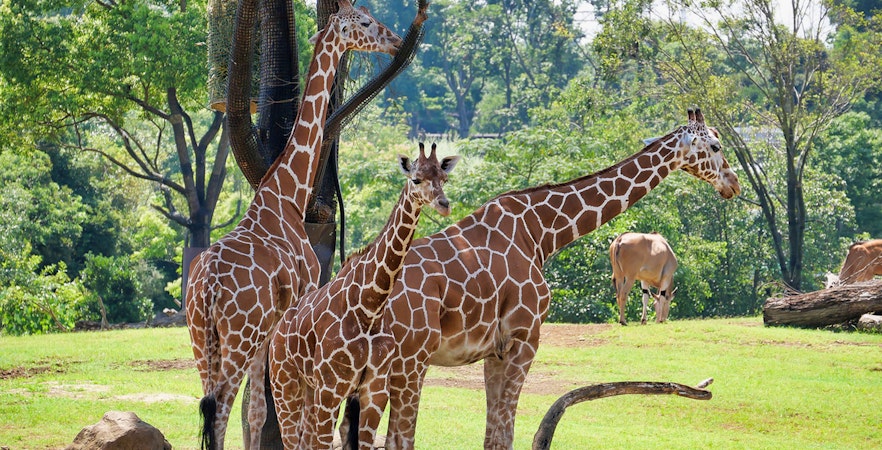 Yokohama Zoo Tickets