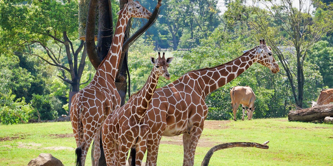 Yokohama Zoo Tickets