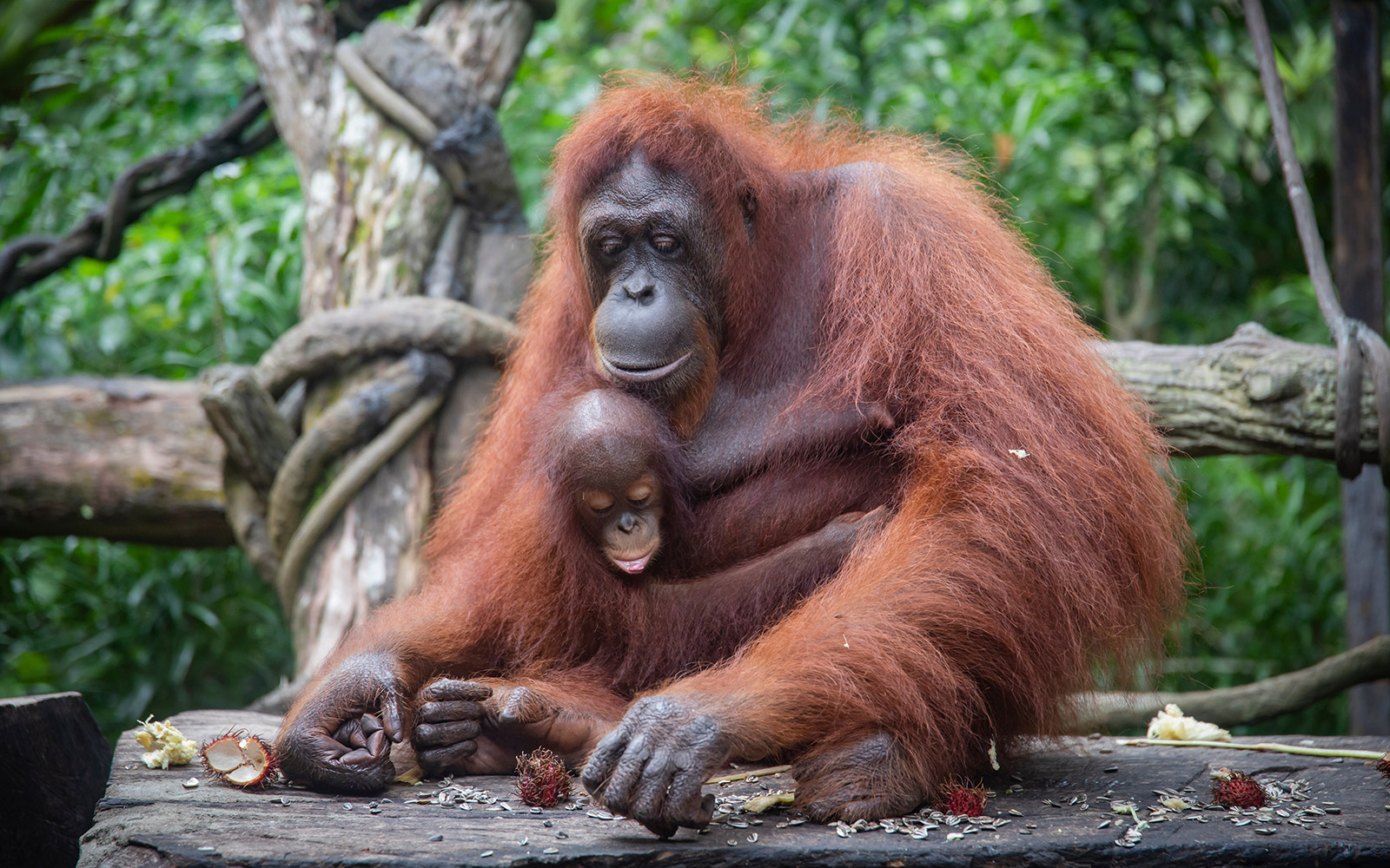 Singapore Zoo Tickets