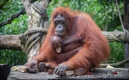 Singapore Zoo Tickets Up To 10 Off