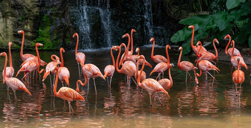 Bird Paradise Singapur