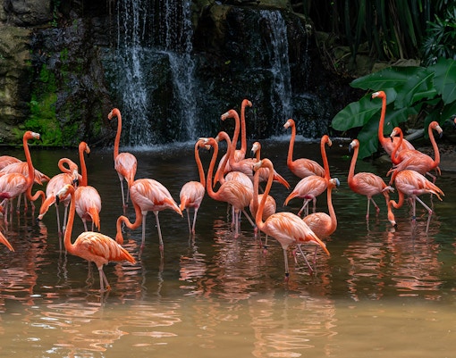 American Flamingo, Bird Paradise