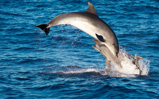 Dolphins leaping in the waters of Lanzarote.