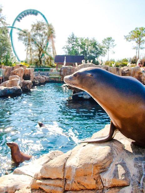 Sea lion resting on rocks at SeaWorld Orlando with roller coaster in background.