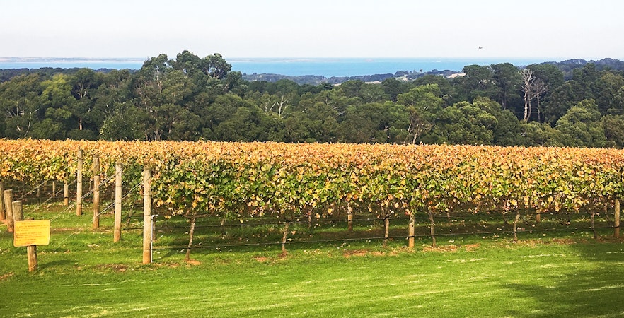 Mornington Peninsula Tours