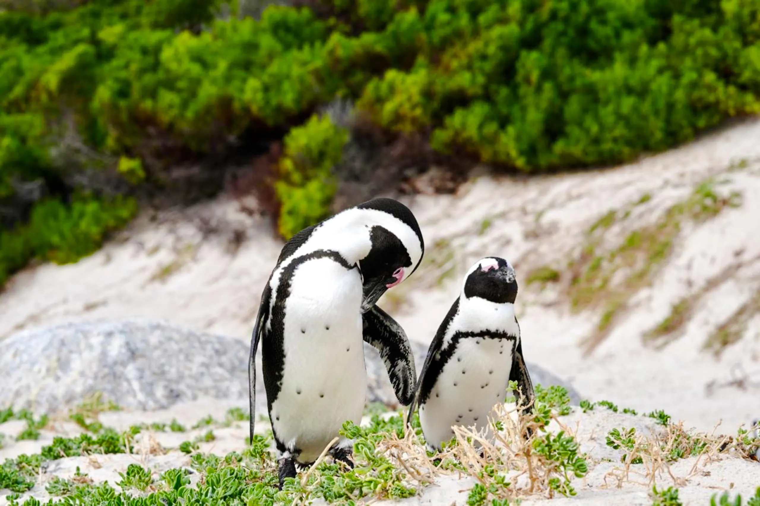 Table Mountain, Bo-Kaap ,Penguins & Cape Peninsula Full-Day Guided Tour