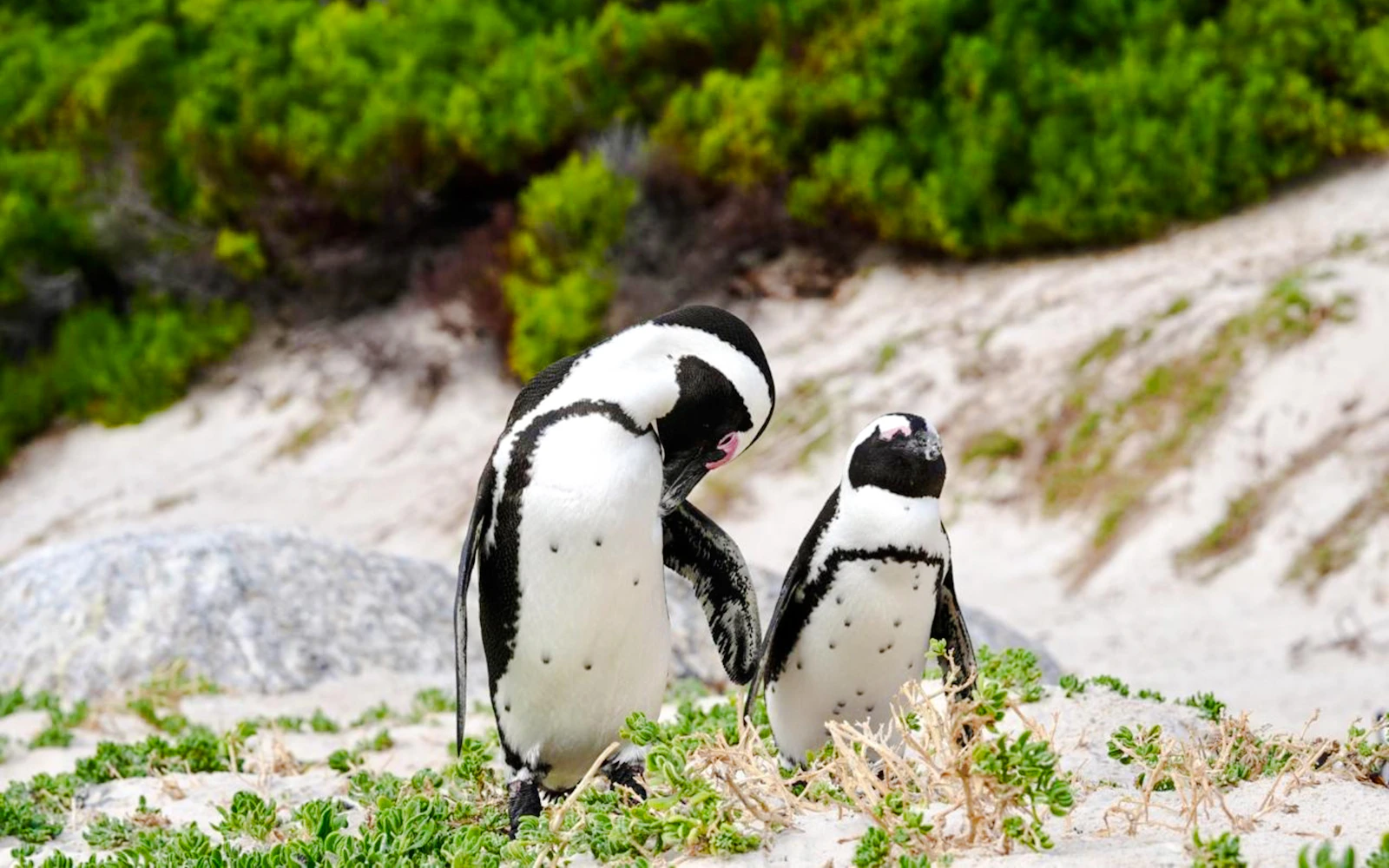 Table Mountain, Bo-Kaap ,Penguins & Cape Peninsula Full-Day Guided Tour