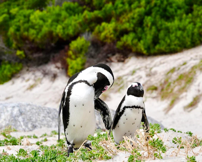 From Cape Town: Cape Peninsula, Boulders Beach Penguins, Bo-Kaap & Table Mountain Guided Tour
