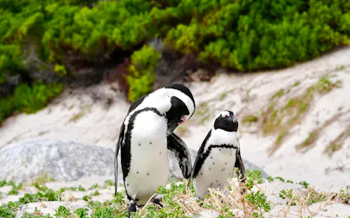 saindo da cidade do cabo: península do cabo, pinguins da praia de boulders, bo-kaap e tour guiado à montanha da mesa-1