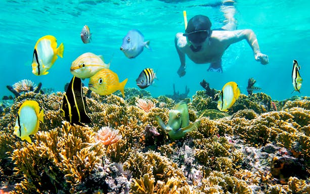 Snorkeler exploring vibrant coral reef with colorful fish in Orange Bay.