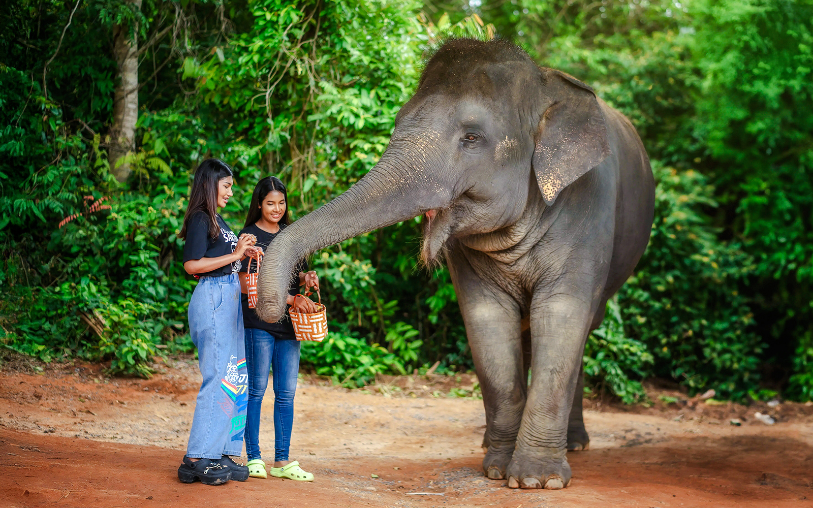 Women feeding an elephant at Elephant Jungle Sanctuary, Phuket, Thailand.