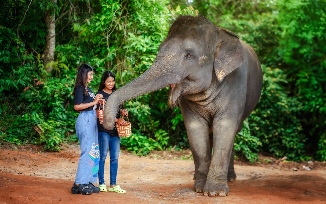 Women feeding an elephant at Elephant Jungle Sanctuary, Phuket, Thailand.