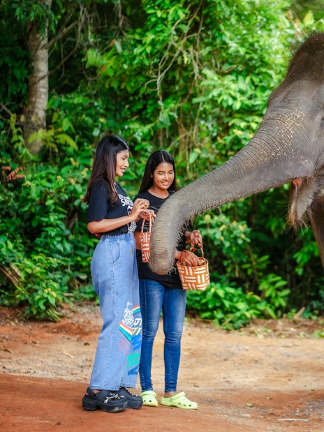Women feeding an elephant at Elephant Jungle Sanctuary, Phuket, Thailand.