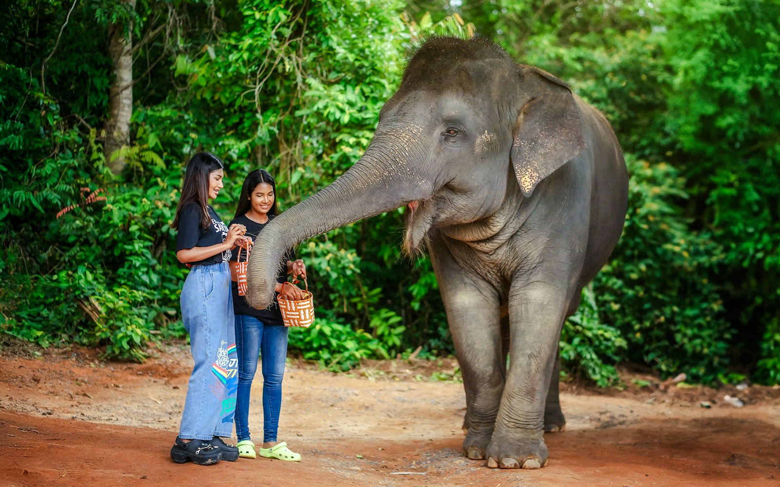 Women feeding an elephant at Elephant Jungle Sanctuary, Phuket, Thailand.