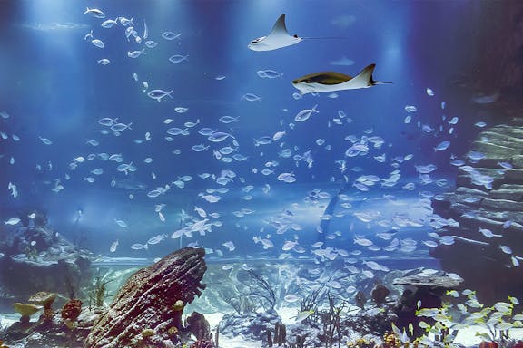 biglietti per l'acquario atlantis di madrid: salta la coda-2