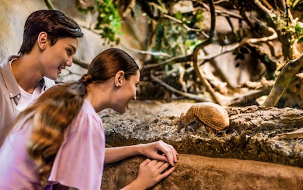 Visitors observing an armadillo at Night Safari, part of 2-Park Hopper tour.