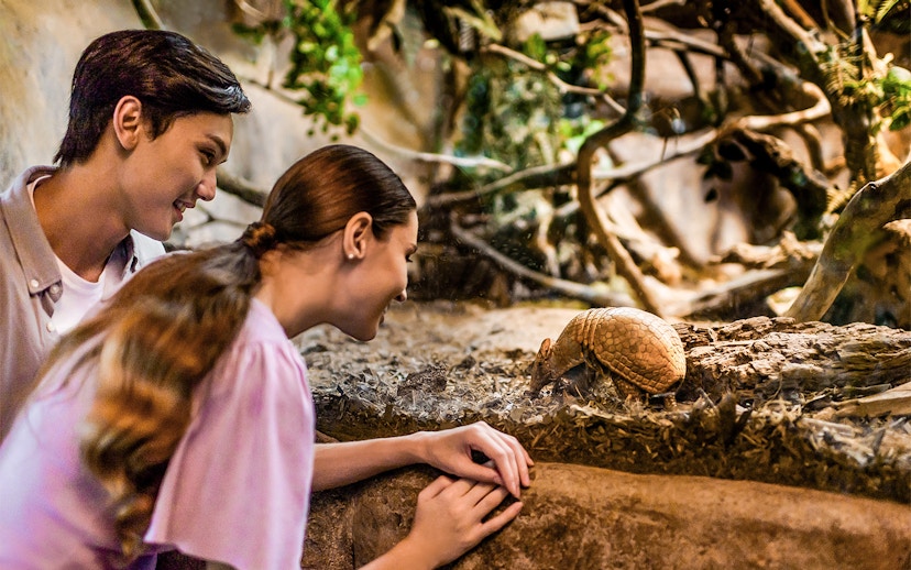 Visitors observing an armadillo at Night Safari, part of 2-Park Hopper tour.