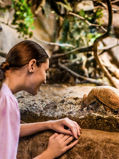 Visitors observing an armadillo at Night Safari, part of 2-Park Hopper tour.