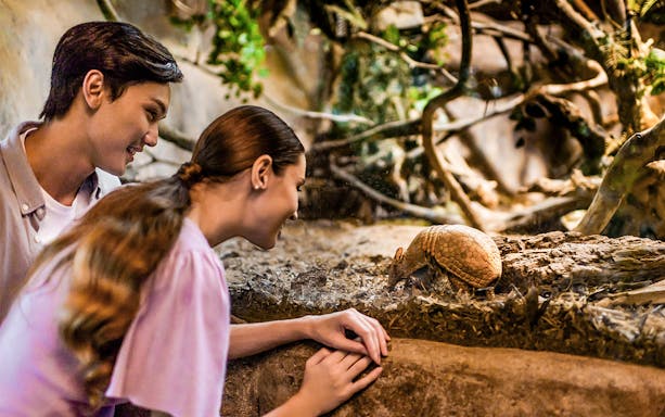 Visitors observing an armadillo at Night Safari, part of 2-Park Hopper tour.