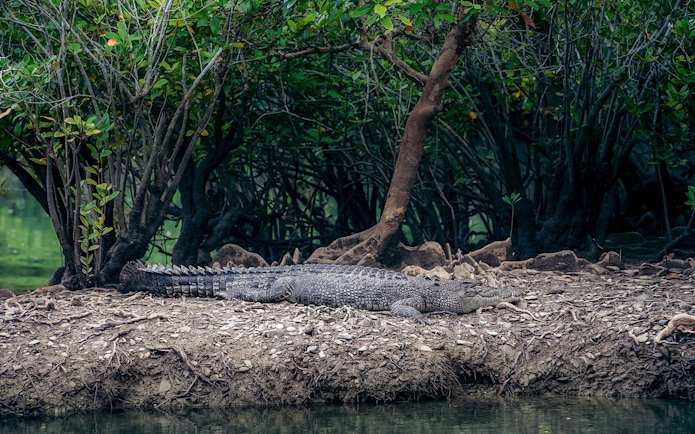 Crocodile resting on a riverbank in the Daintree Rainforest, Australia.