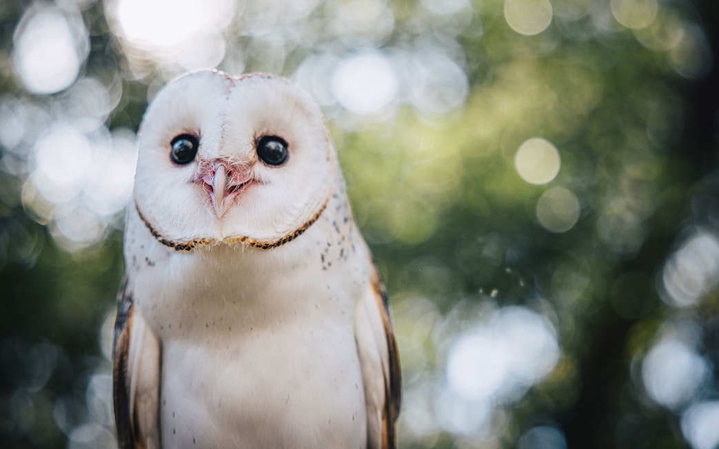 Barn owl at Capes Raptor Centre with blurred green background.