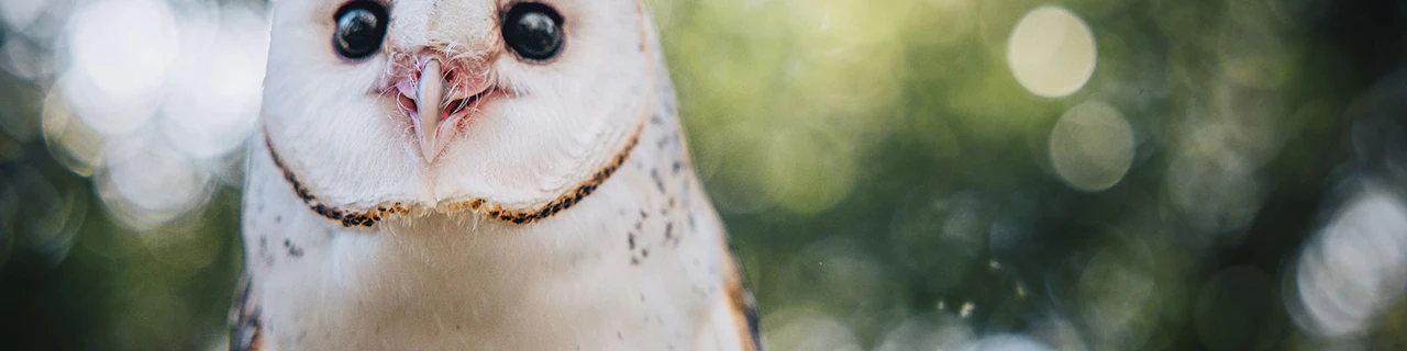 Margaret River: biglietti per il Capes Raptor Centre con esibizione Birds of Prey e foto con gufo