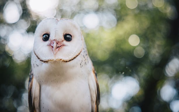 Barn owl at Capes Raptor Centre with blurred green background.