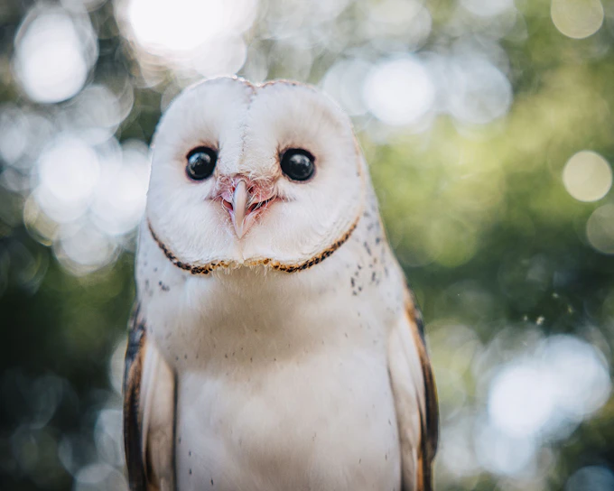 Margaret River: Capes Raptor Centre Tickets with Birds of Prey Show & Owl Photo