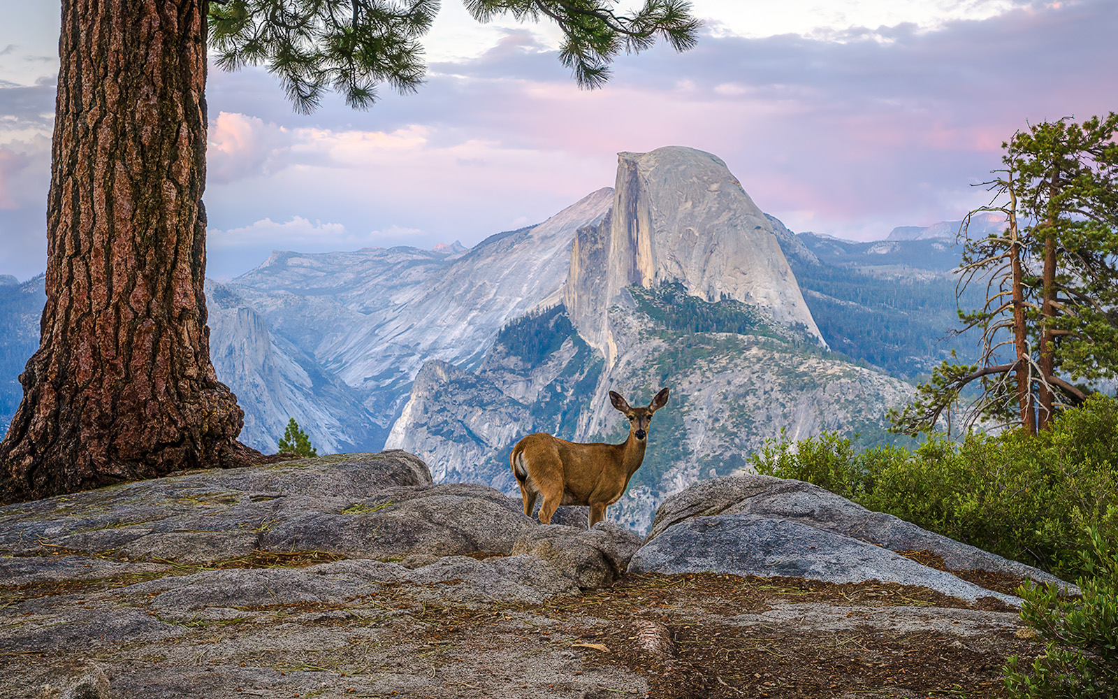 Deer standing on rocky terrain with Half Dome in the background at sunset, Yosemite National Park.