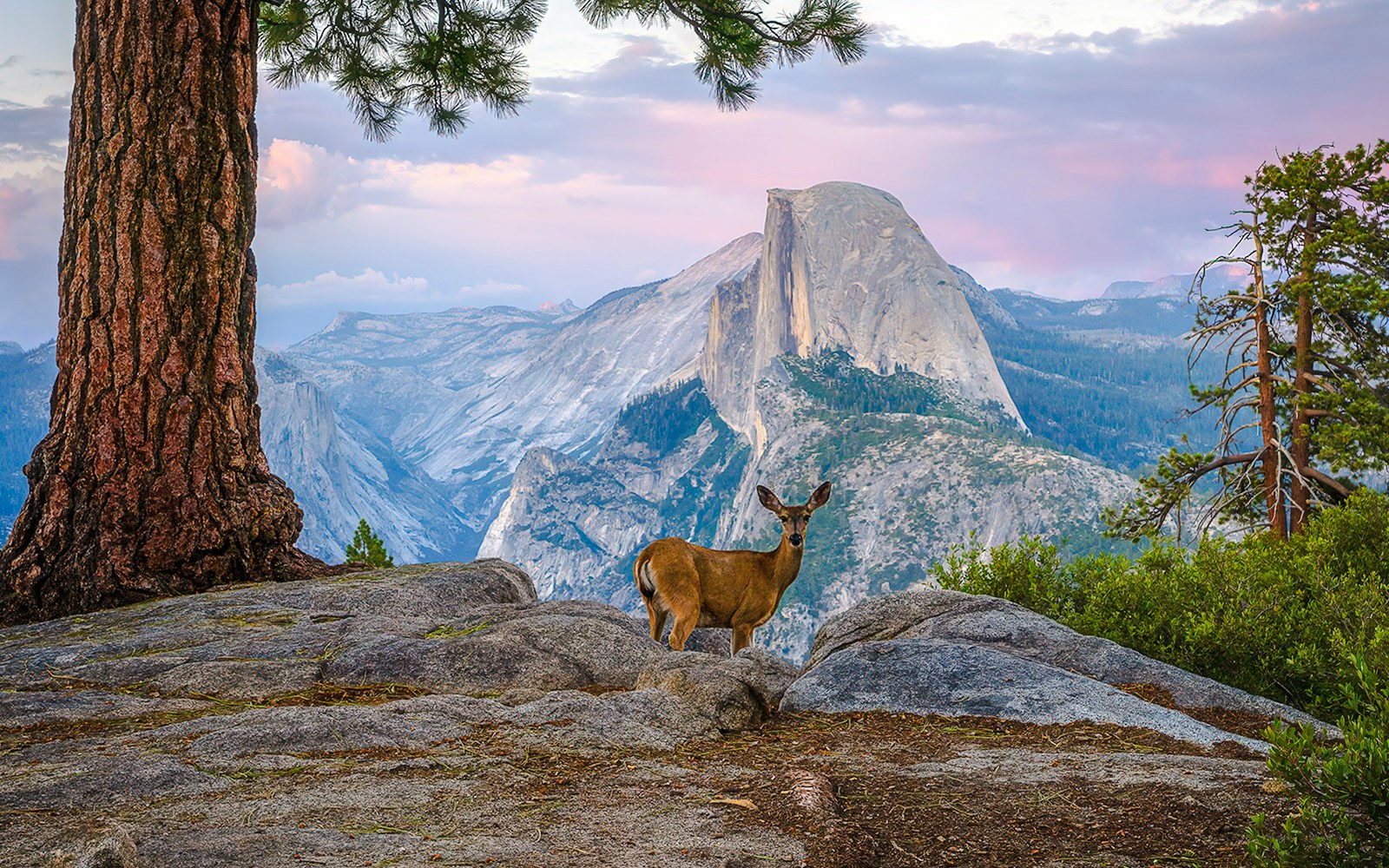 Deer standing on rocky terrain with Half Dome in the background at sunset, Yosemite National Park.